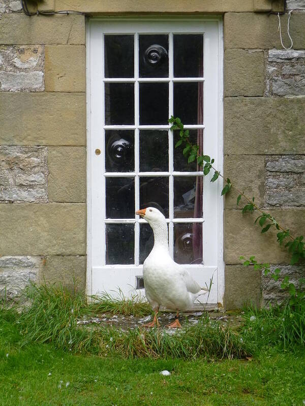 Goose Poster featuring the photograph Goose at the Door by Asa Jones