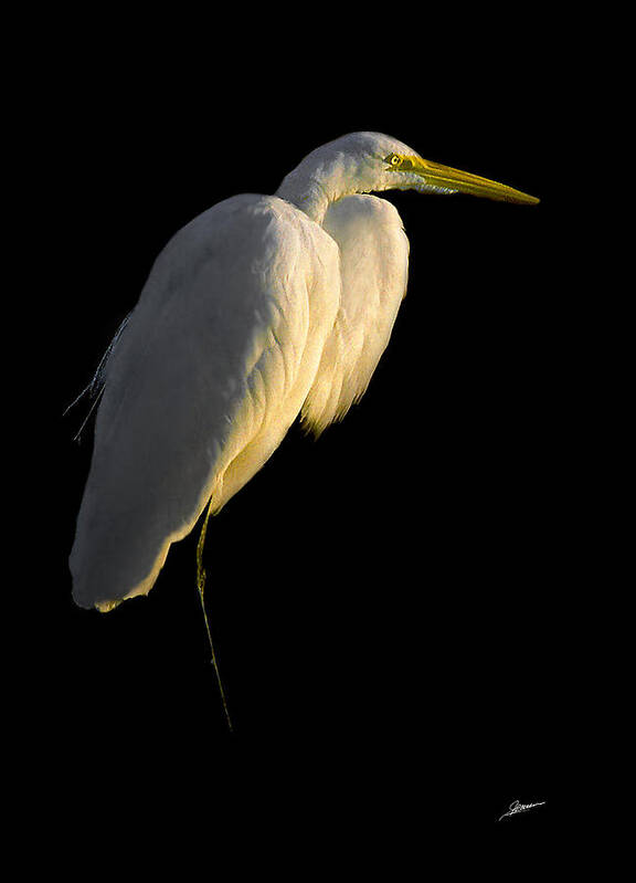 Nature Poster featuring the photograph Great Egret at Sunset by Phil Jensen