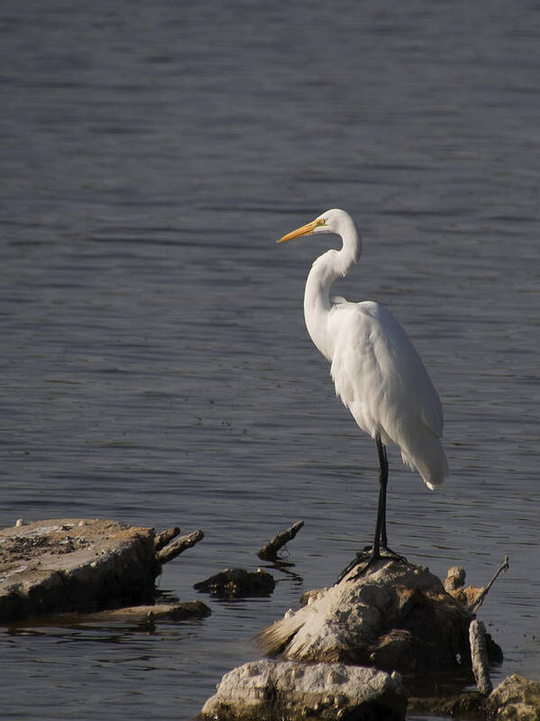 Cool Iphone Cases Poster featuring the photograph Great Egret by Paul Ross
