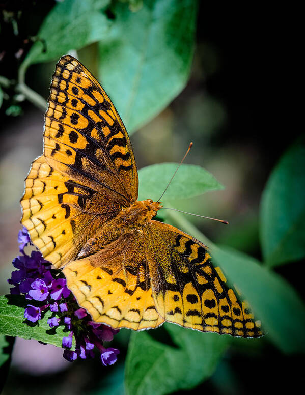 Great Poster featuring the photograph Great Spangled Fritillary by Jim DeLillo