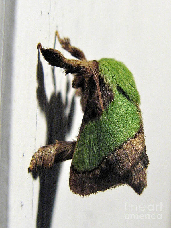 Moths Poster featuring the photograph Green Hair Moth by Christopher Plummer