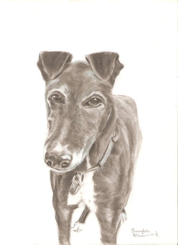Sandra Muirhead Artist Fine Art America Pencil Drawings Portraits Animals And People Commision Work Dogs Canine Cats Feline Poster featuring the drawing Greyhound by Sandra Muirhead