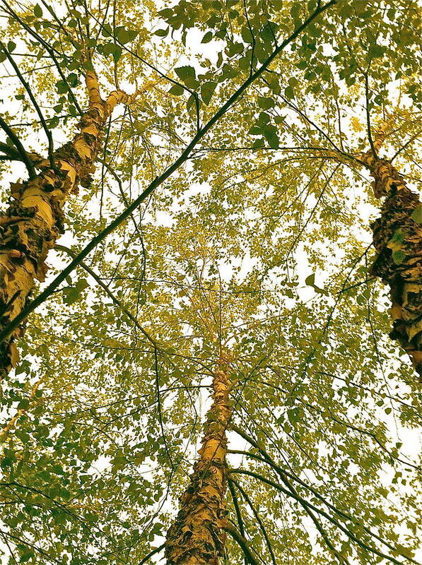 Trees Poster featuring the photograph Growing tall and powerful by Delona Seserman