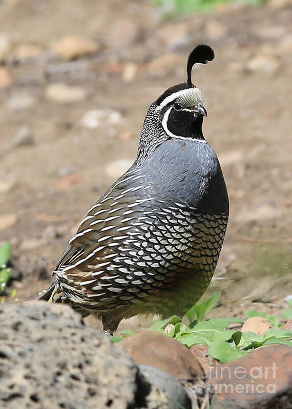 Quail Poster featuring the photograph Handsome Quail by Carol Groenen