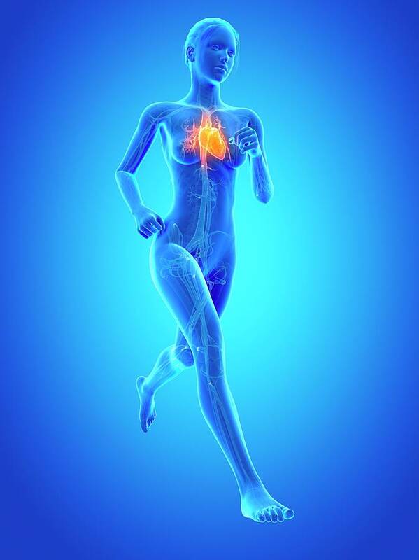 Artwork Poster featuring the photograph Heart Of A Runner by Sebastian Kaulitzki