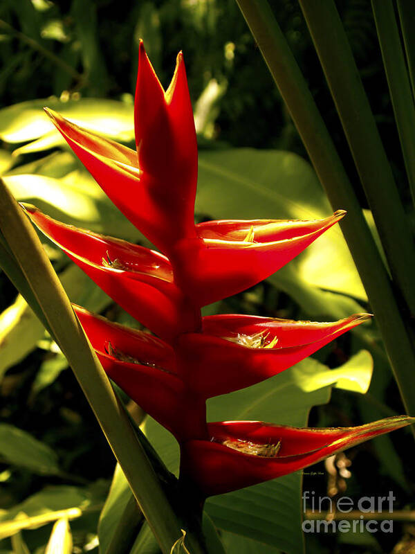 Fine Art Photography Poster featuring the photograph Heliconia II by Patricia Griffin Brett