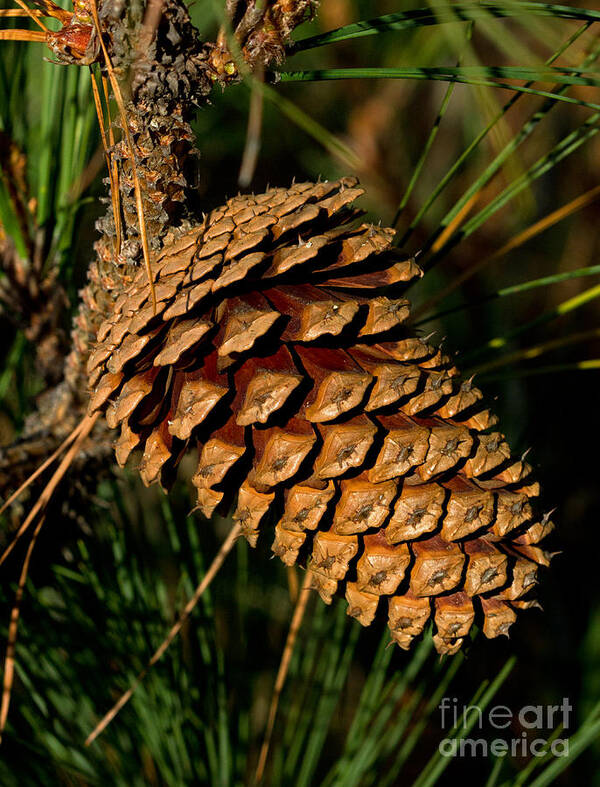 Pine Cone Poster featuring the photograph Henlopen Pine by Robert Pilkington
