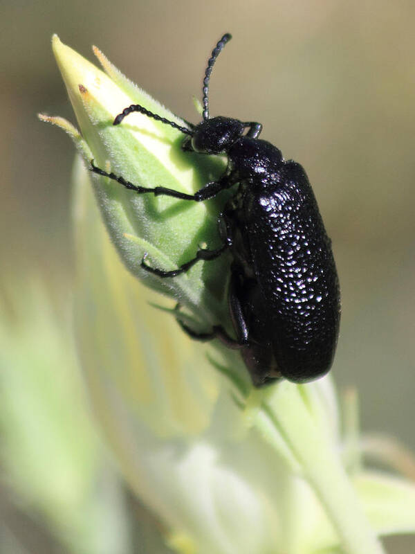 Bug Poster featuring the photograph Hey Bud #1 by Shane Bechler