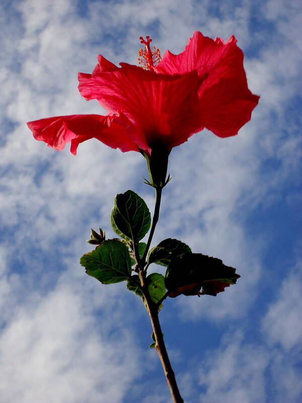 Hibiscus Poster featuring the photograph Hibiscus in the Sky by Peter Mooyman