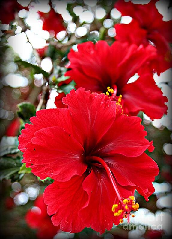 Hibiscus Flowers Poster featuring the photograph Hibiscus Perspective by Clare Bevan