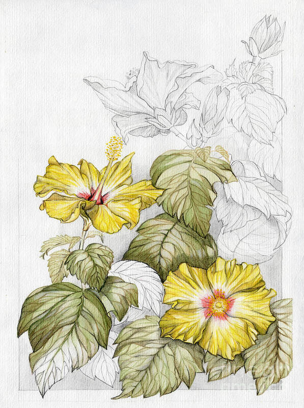 Drawing Poster featuring the painting Hibiscus Watercolor Pencil Study by Elena Daniel Yakubovich