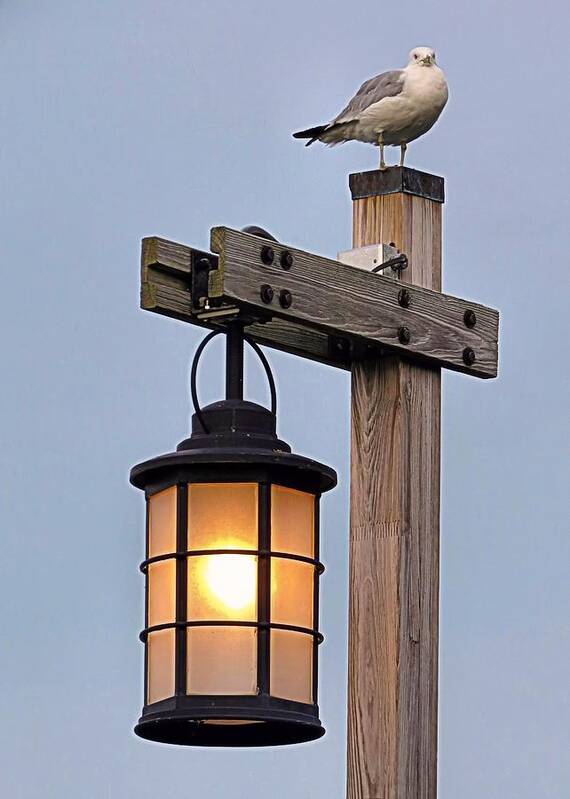 High Perch Poster featuring the photograph High Perch by Janice Drew