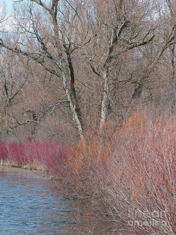 Spring Poster featuring the photograph Hint of Spring by Ann Horn