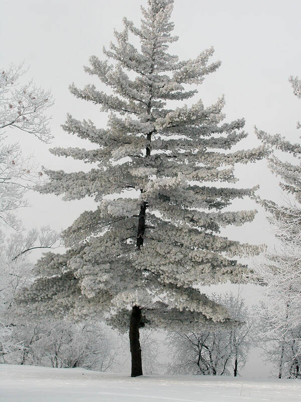 Christmas Tree Poster featuring the photograph Hoarfrost Pine Tree by Rob Huntley