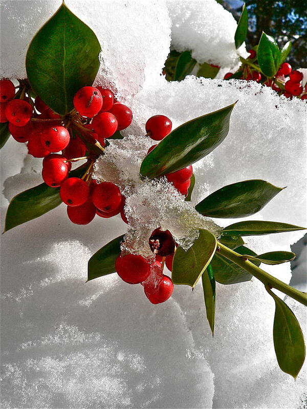 Holly Poster featuring the photograph Holly Berries by Jean Wright
