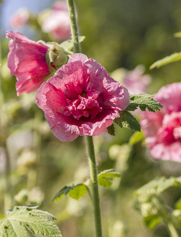 Hollyhock Poster featuring the photograph Hollyhock by Diane Fifield