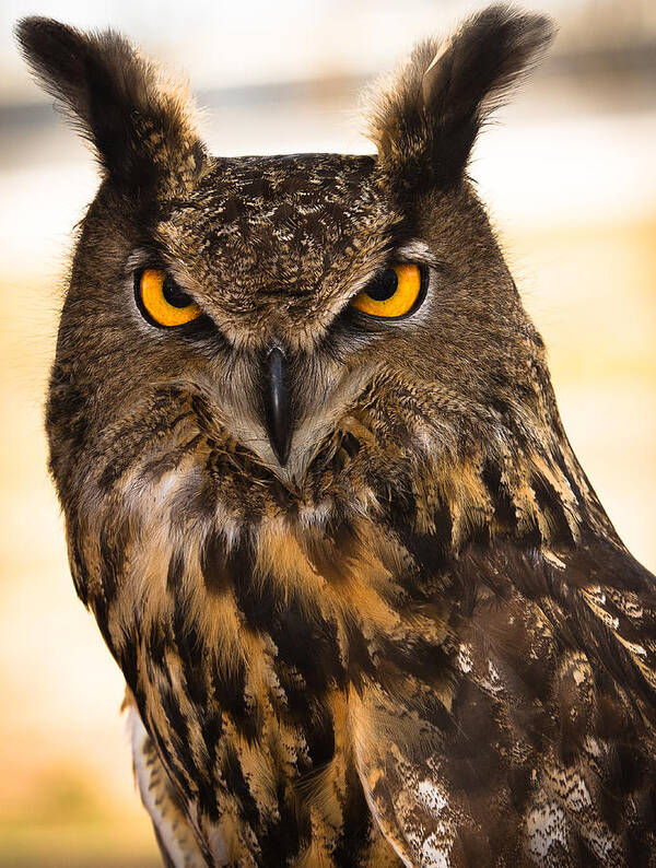 Owl Poster featuring the photograph Hoot by Annette Hugen