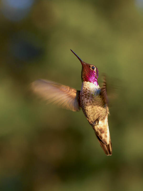 Humming Bird Poster featuring the photograph Hovering Hummer by Jean Noren