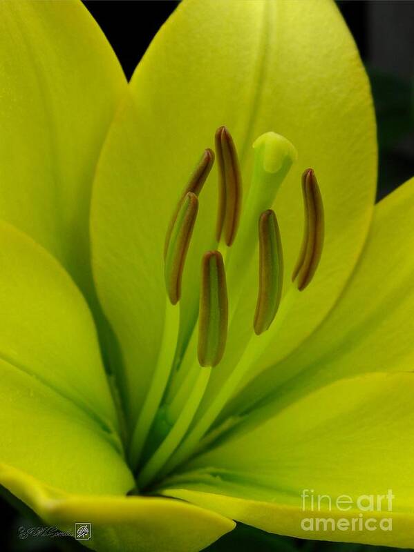 Hybrid Lily Poster featuring the photograph Hybrid Lily named Trebbiano by J McCombie