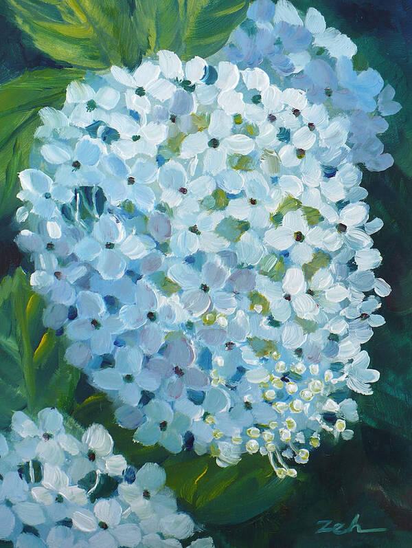 Hydrangea Poster featuring the painting Hydrangea Blossom by Janet Zeh