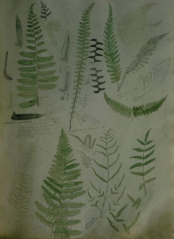 Nobody Poster featuring the photograph Illustrations Of Fern Plants by Frances McLaughlin-Gill