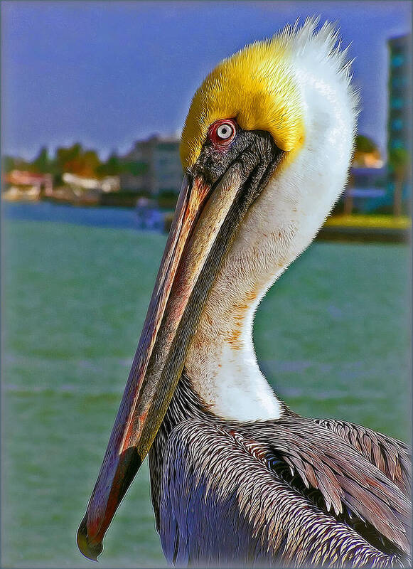 Pelican Poster featuring the photograph I'm the King by Hanny Heim