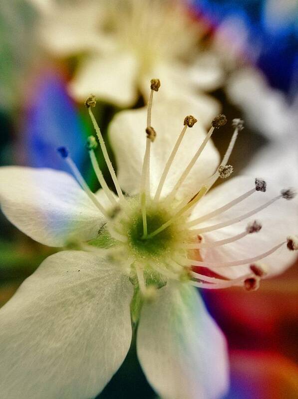 Flower Poster featuring the photograph In Bloom by Anne Thurston