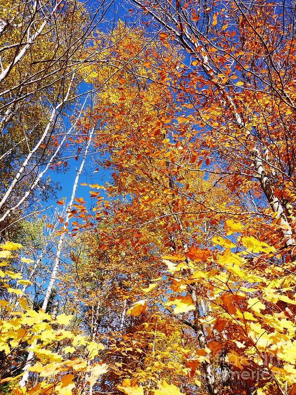 Autumnal Poster featuring the photograph In the Forest at Fall by Cristina Stefan