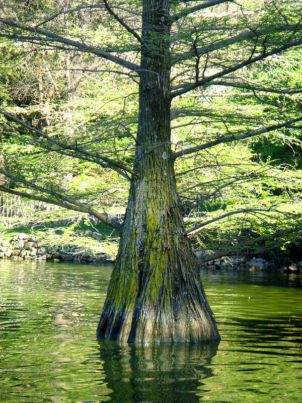 Lake Poster featuring the photograph In the Lake by Roberto Alamino