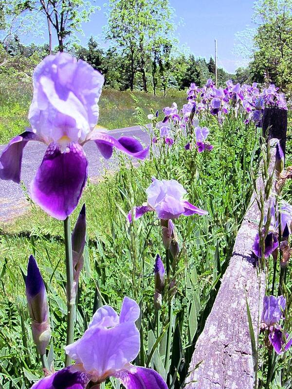 Iris Poster featuring the photograph Iris Along Fence - Country - Flower by Susan Carella