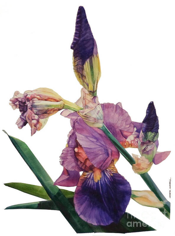 ​​watercolor Poster featuring the painting Watercolor of a Tall Bearded Iris in a Color Rhapsody by Greta Corens