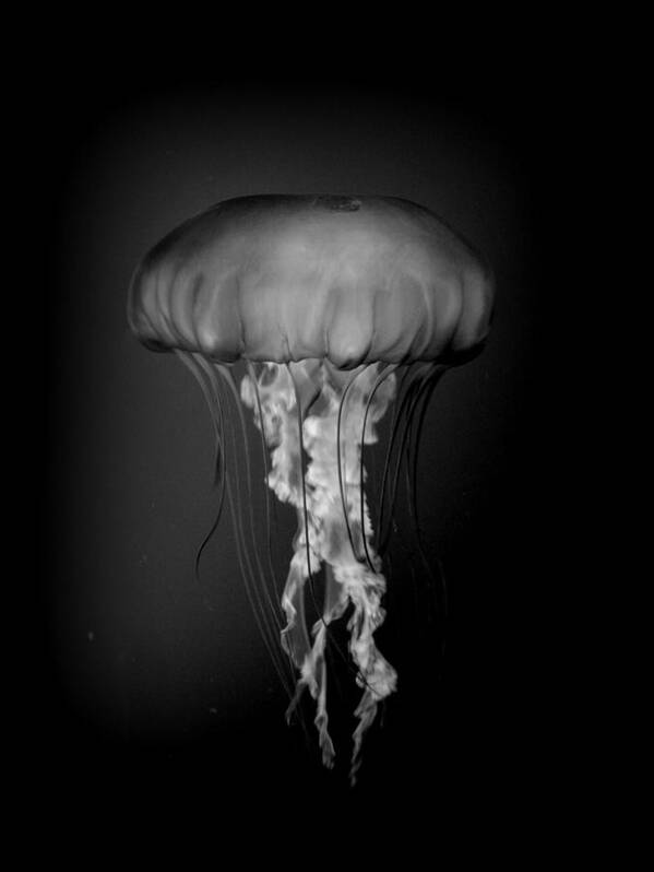 Jelly Poster featuring the photograph Jelly Fish by Nathan Abbott