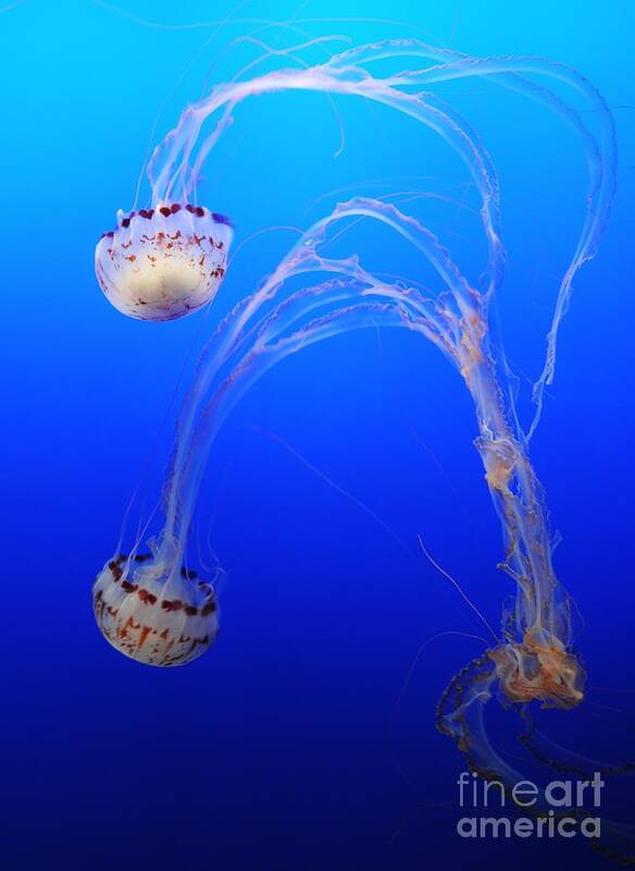 Marine Poster featuring the photograph Jellyfish 1 by Vivian Christopher