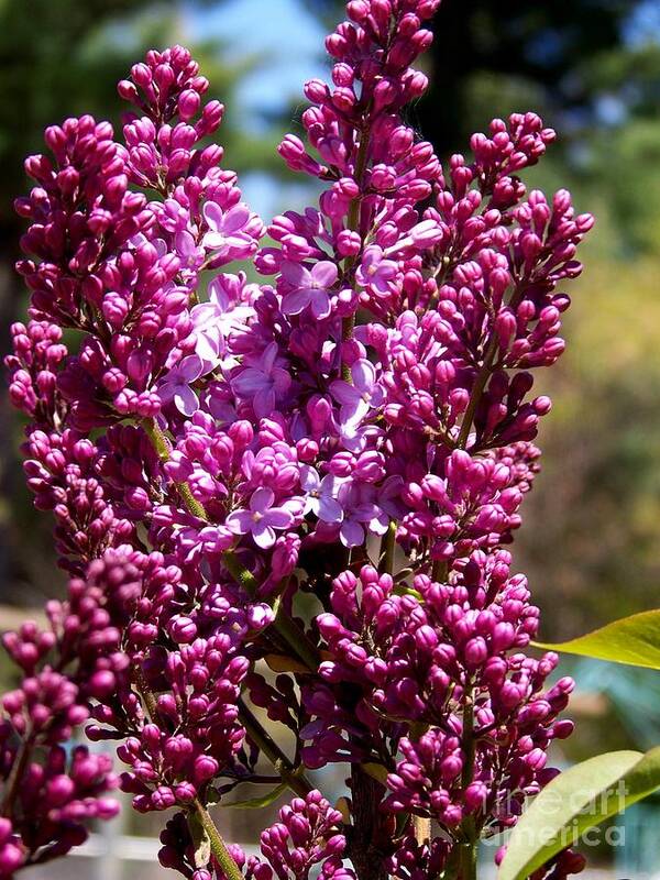 Lilac Photograph Poster featuring the photograph New Hampshire Lilac Just Opening by Eunice Miller