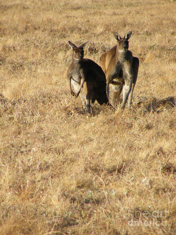 Australia Poster featuring the photograph Kangaroo Twosome - Western Australia by Phil Banks