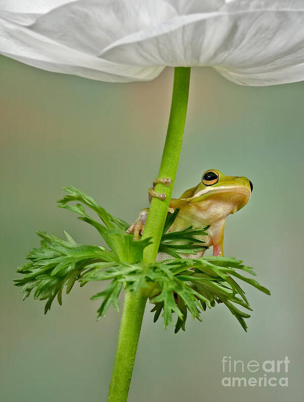 Flowers Poster featuring the photograph Kermits Canopy by Susan Candelario