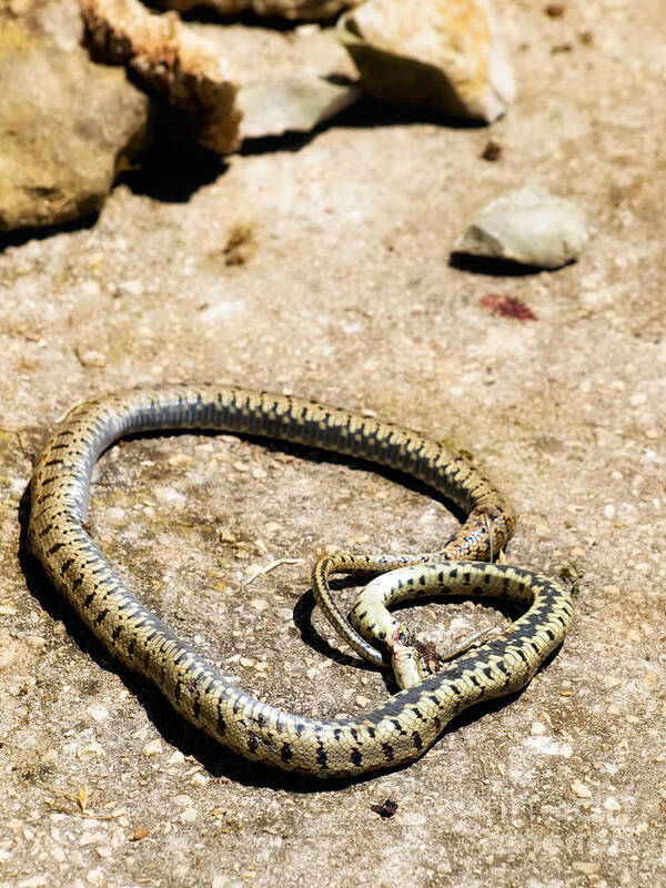 Reptile Poster featuring the photograph Killed snake by Sinisa Botas