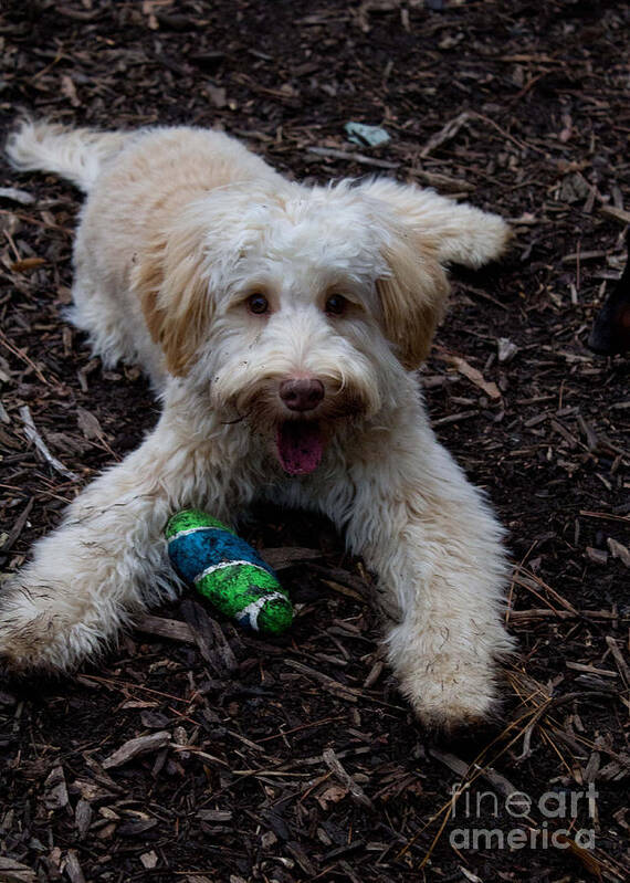 White Poster featuring the photograph Labradoodle at Play by Sandra Clark