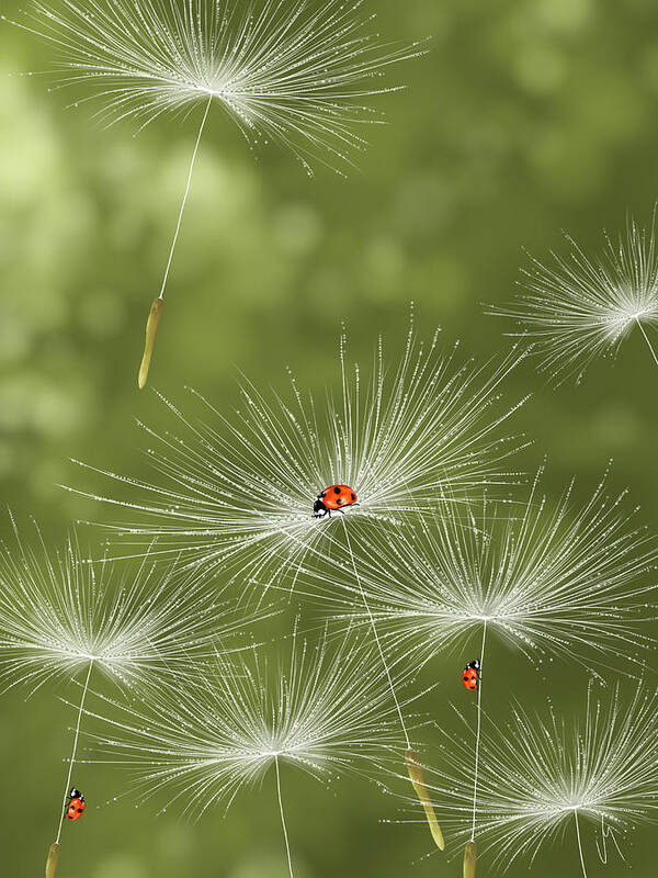 Spring Poster featuring the painting Ladybug by Veronica Minozzi