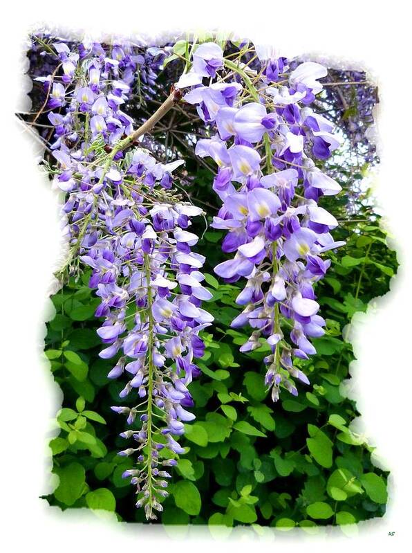 Lake Country Wisteria Poster featuring the photograph Lake Country Wisteria by Will Borden