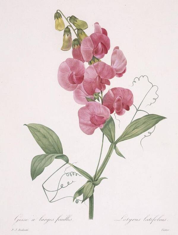 Redoute Poster featuring the painting Lathyrus Latifolius Everlasting Pea by Pierre Joseph Redoute