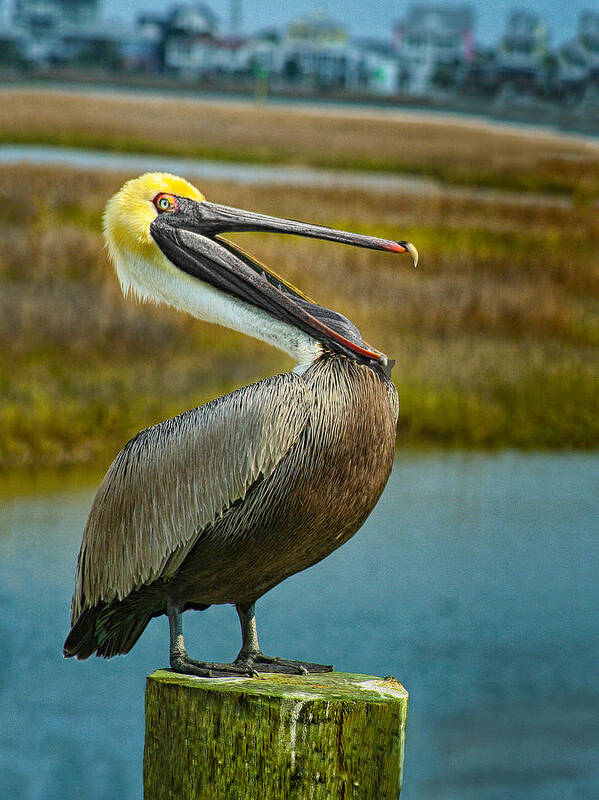 Pelican Poster featuring the photograph Laughing Pelican by Sandra Anderson