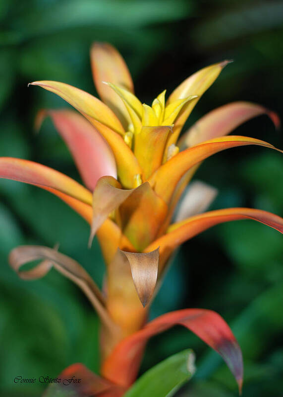 Bromeliad Poster featuring the photograph Less Than Perfect - Bromeliad by Connie Fox