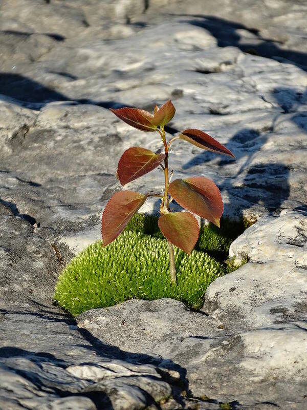 Growth Poster featuring the photograph Life on a Rock by David T Wilkinson