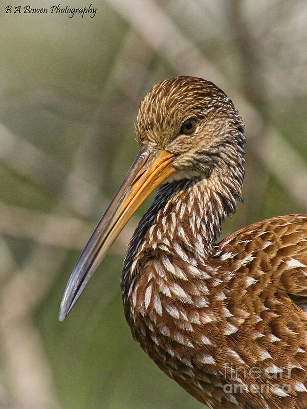 Limpkin Poster featuring the photograph Limpkin portrait by Barbara Bowen