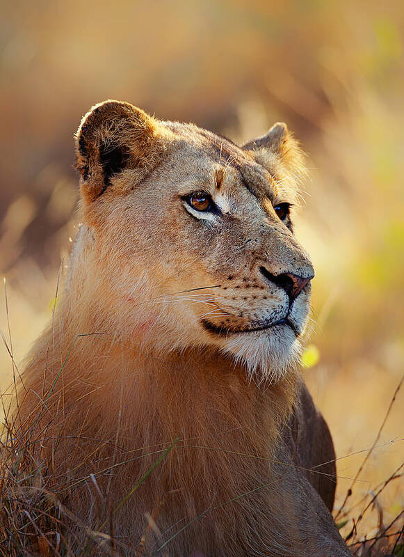 Lion Poster featuring the photograph Lioness portrait lying in grass by Johan Swanepoel