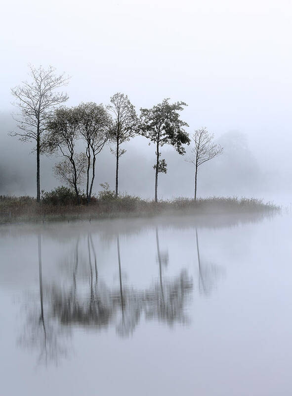 Loch Ard Poster featuring the photograph Loch Ard trees in the mist by Grant Glendinning