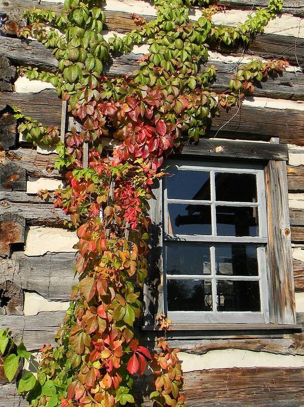 Log Cabin Poster featuring the photograph Log Cabin Ivy by Jean Goodwin Brooks