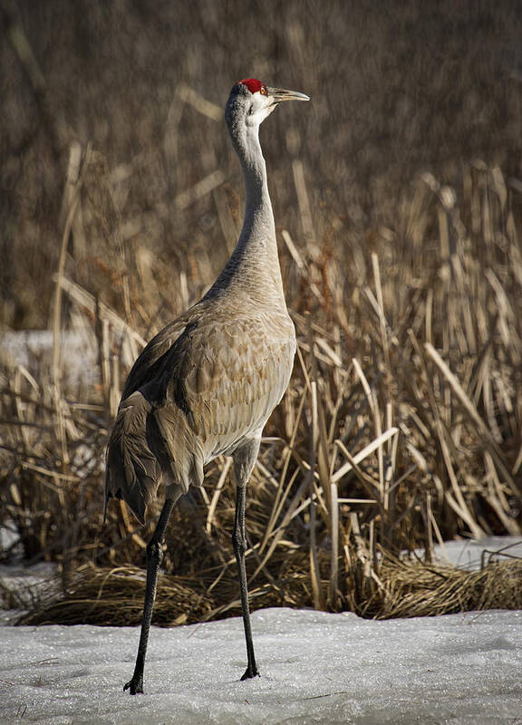 Sandhill Crane Poster featuring the photograph Lone Sandhill Crane 1 by Thomas Young