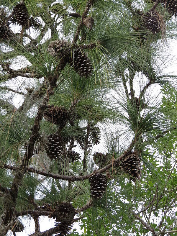 Longleaf Pine Cones Poster featuring the photograph Longleaf Pine cones by Zina Stromberg
